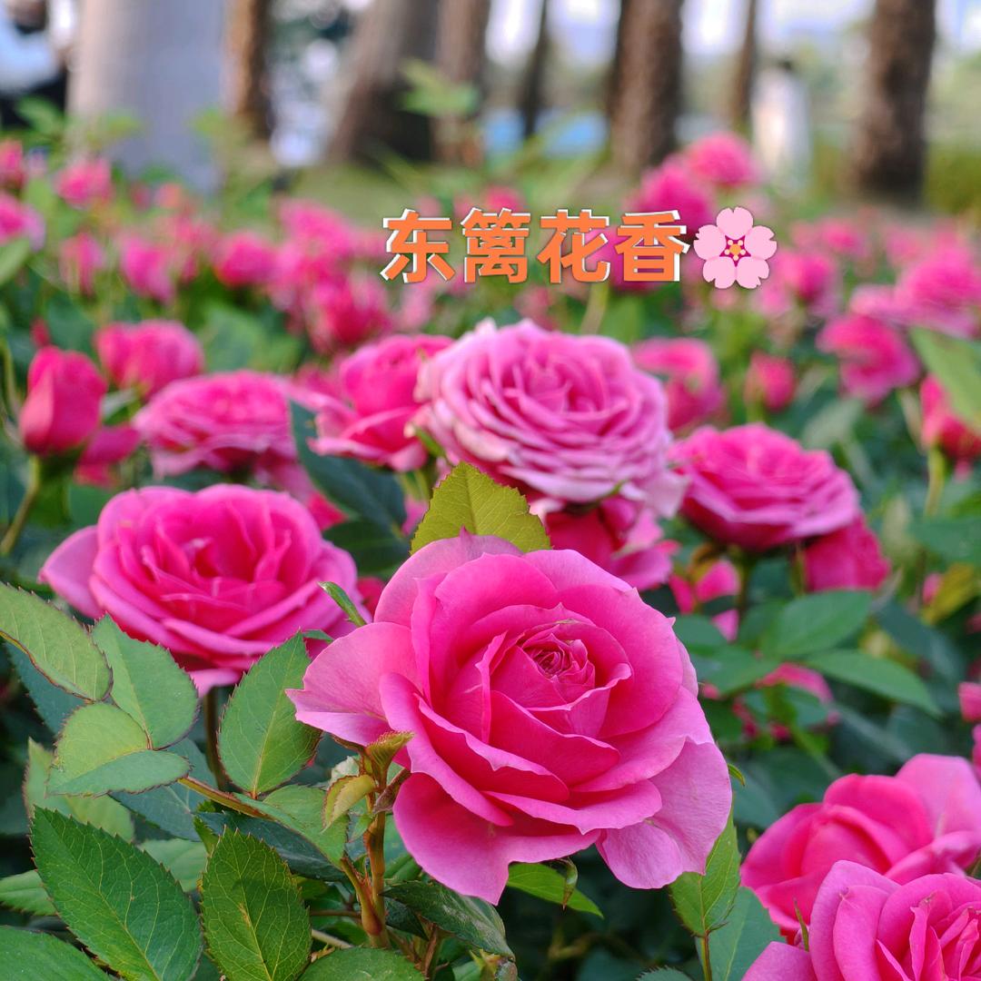 东篱花香