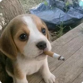会抽香烟的修狗