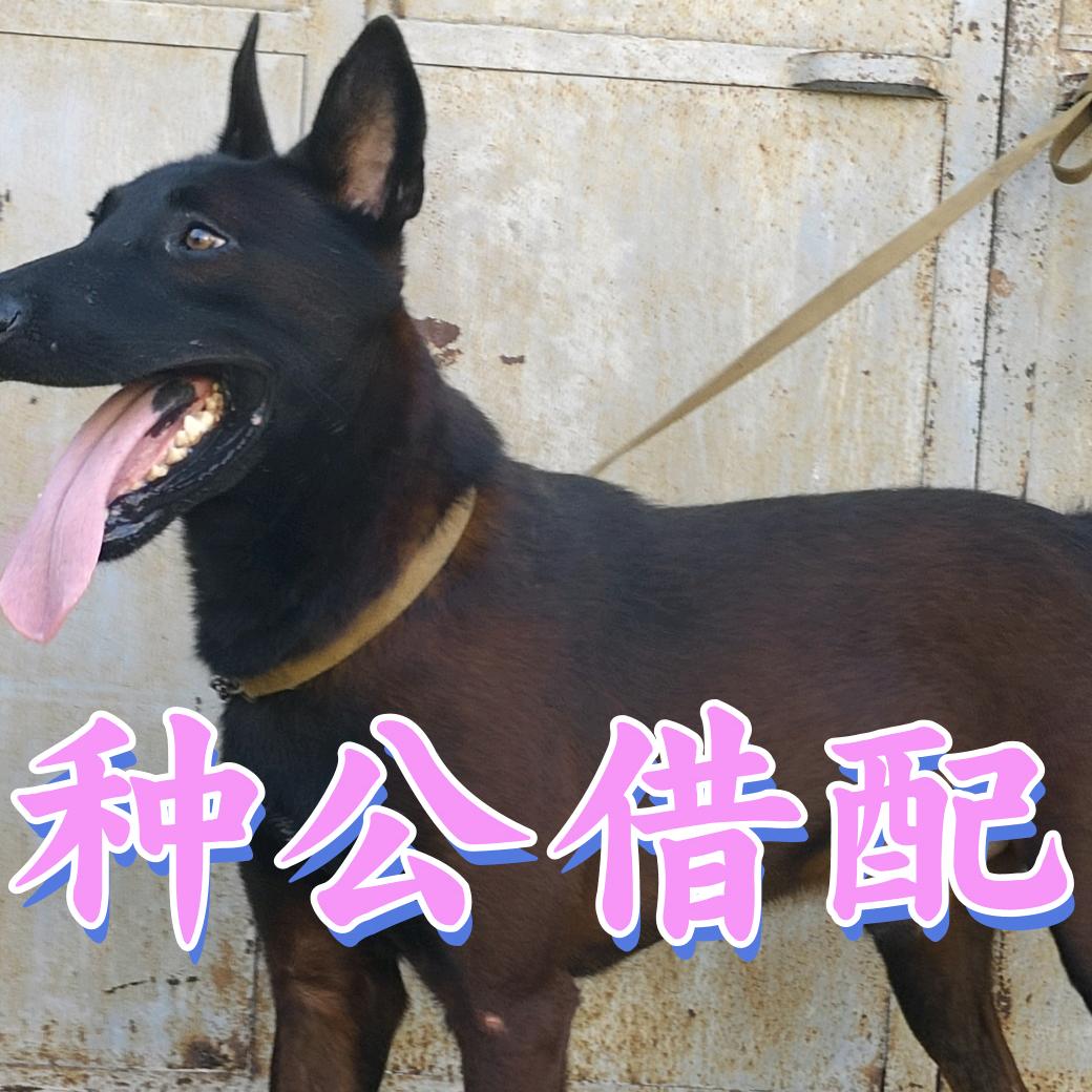 老張，常年出售放羊犬