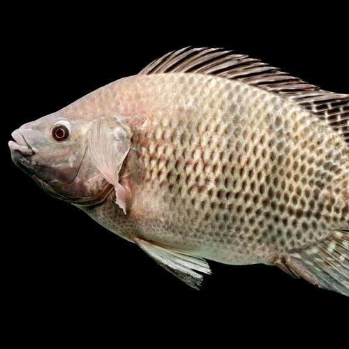 🐟鲤鱼大叔🐟