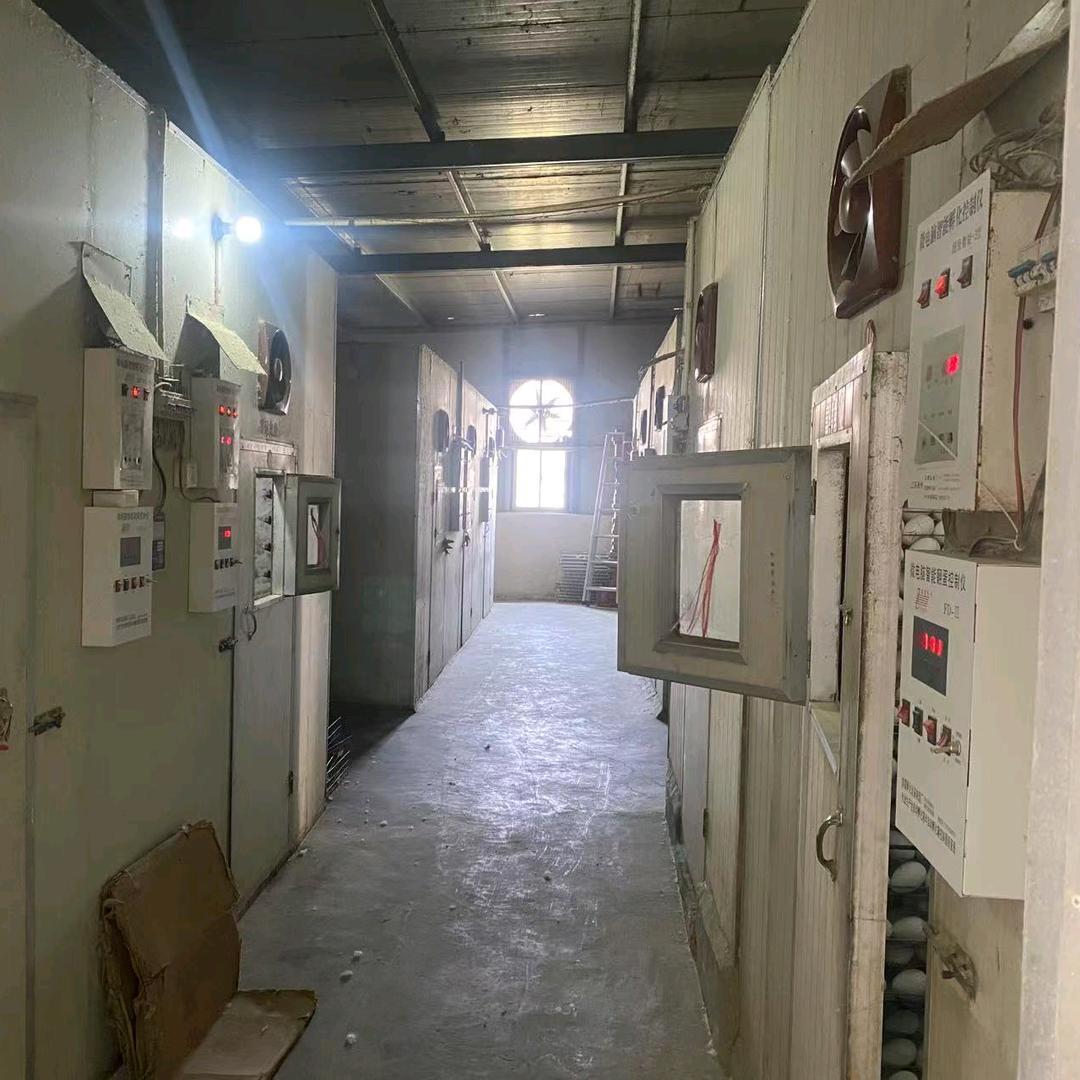 阿文家孵化厂