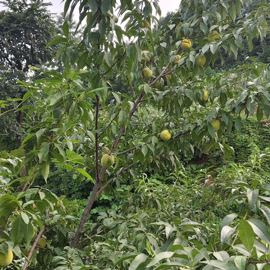 农村的媳妇，正能量