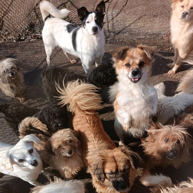 荣成市流浪之家（醉棒生态园）