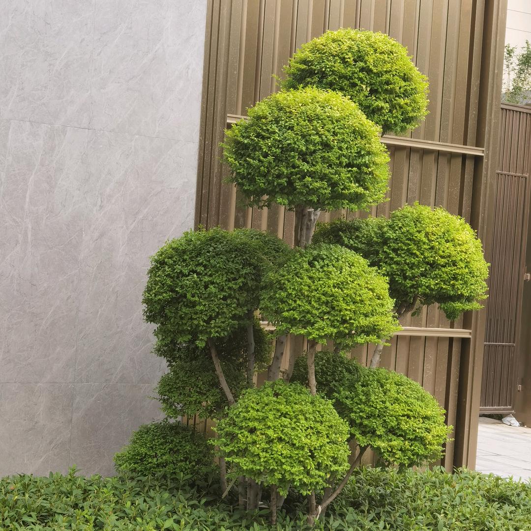简悦