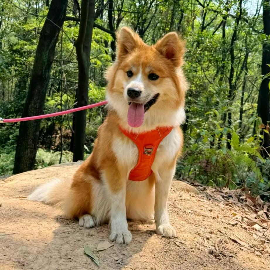 🐶叮叮🐶