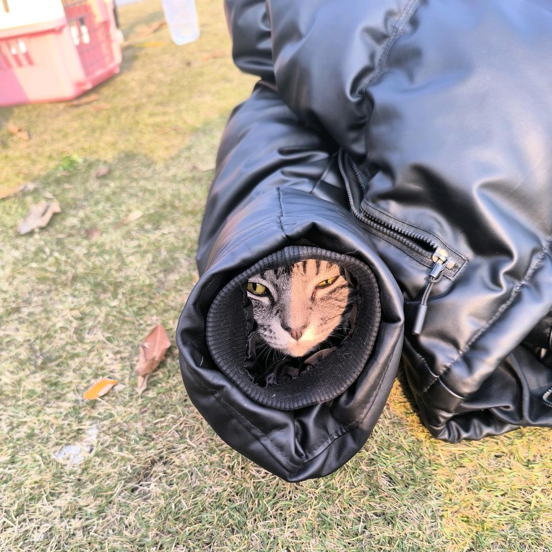 🈵🈵不吃🐟和🦐