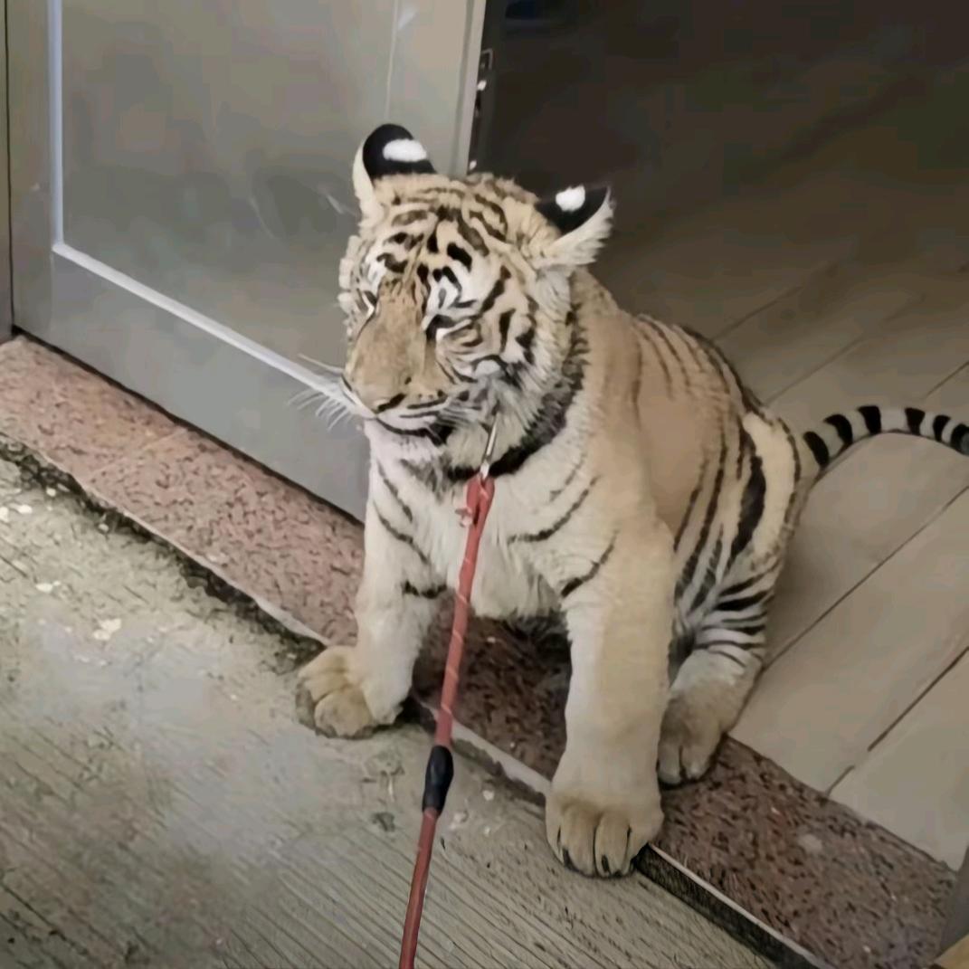 小布烊