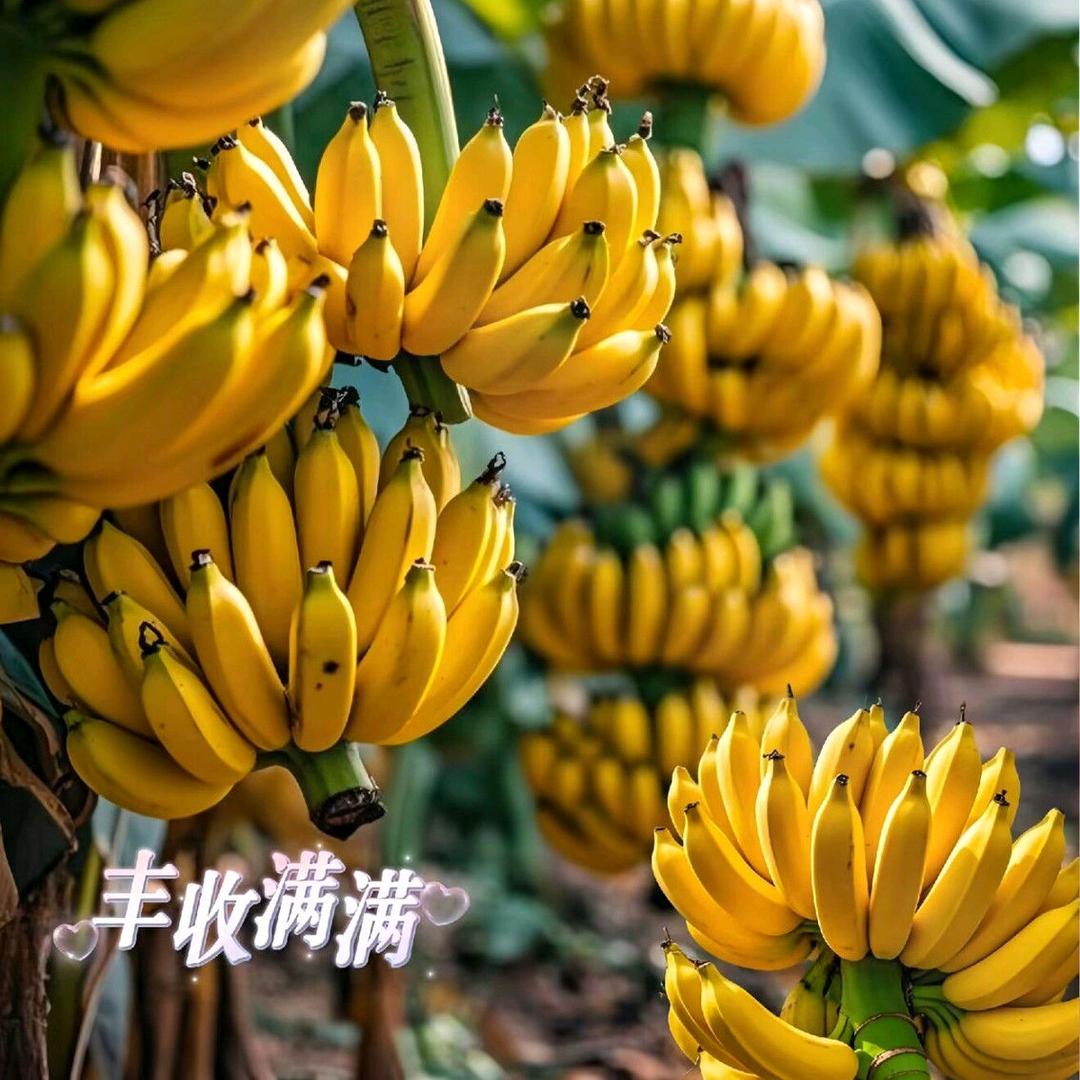 南枳芳妤果树苗木专卖店