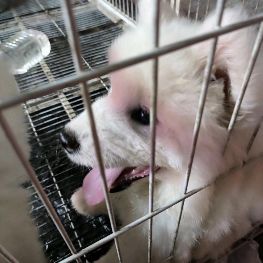 贪玩的碳基生物