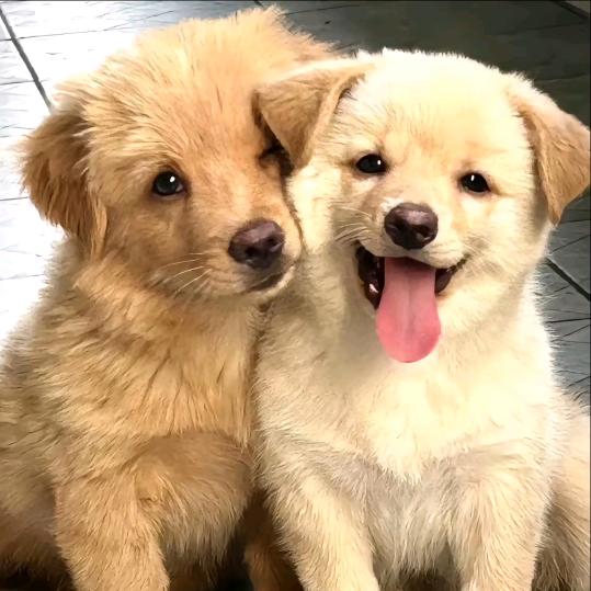 胖狗狗历险记🐩