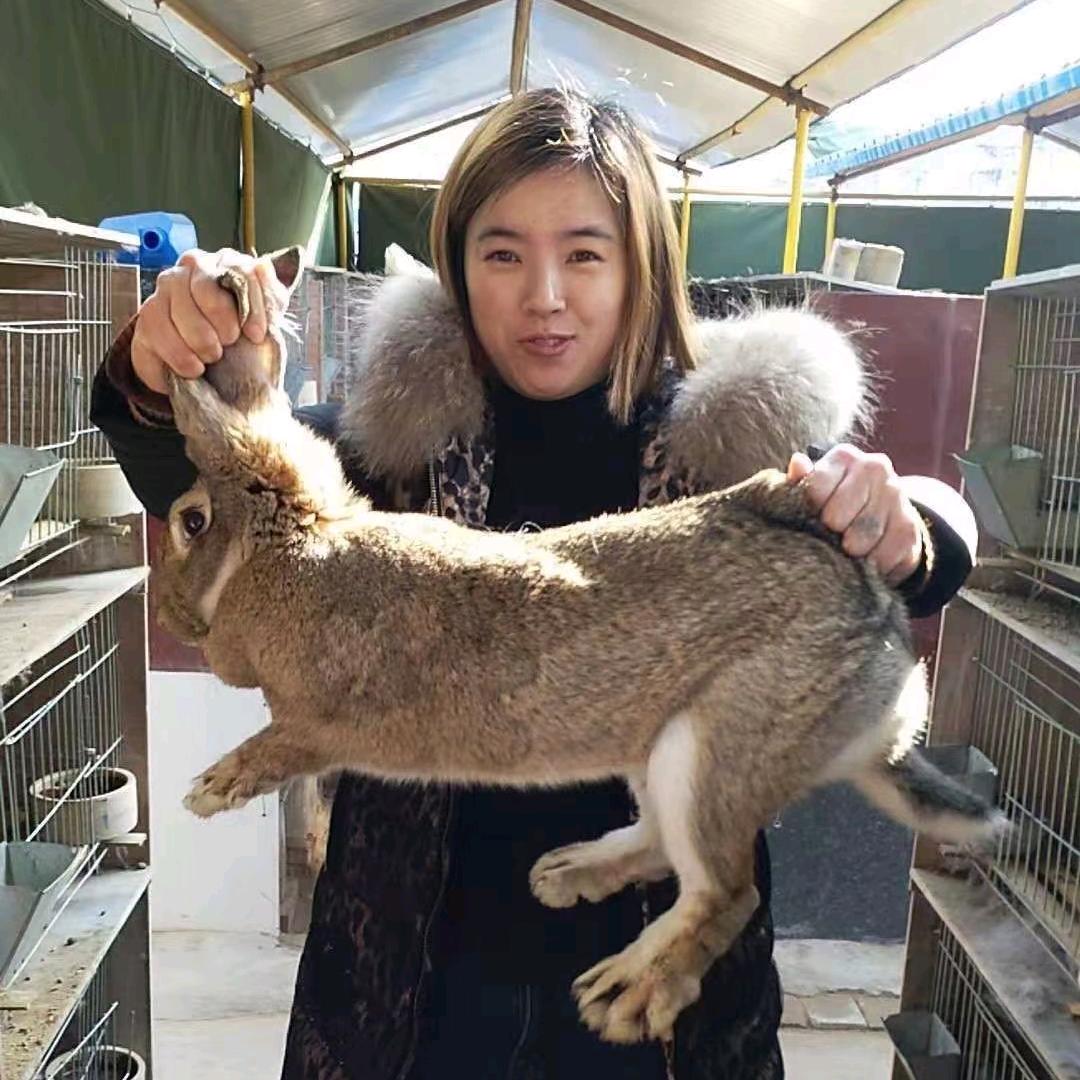 养兔姐姐吖
