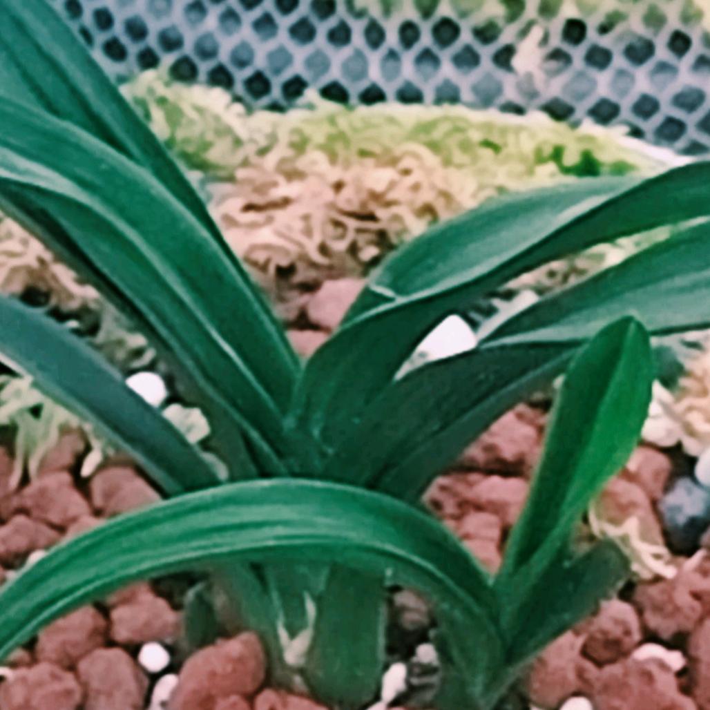 (ღ♡瑞玉♡ღ)