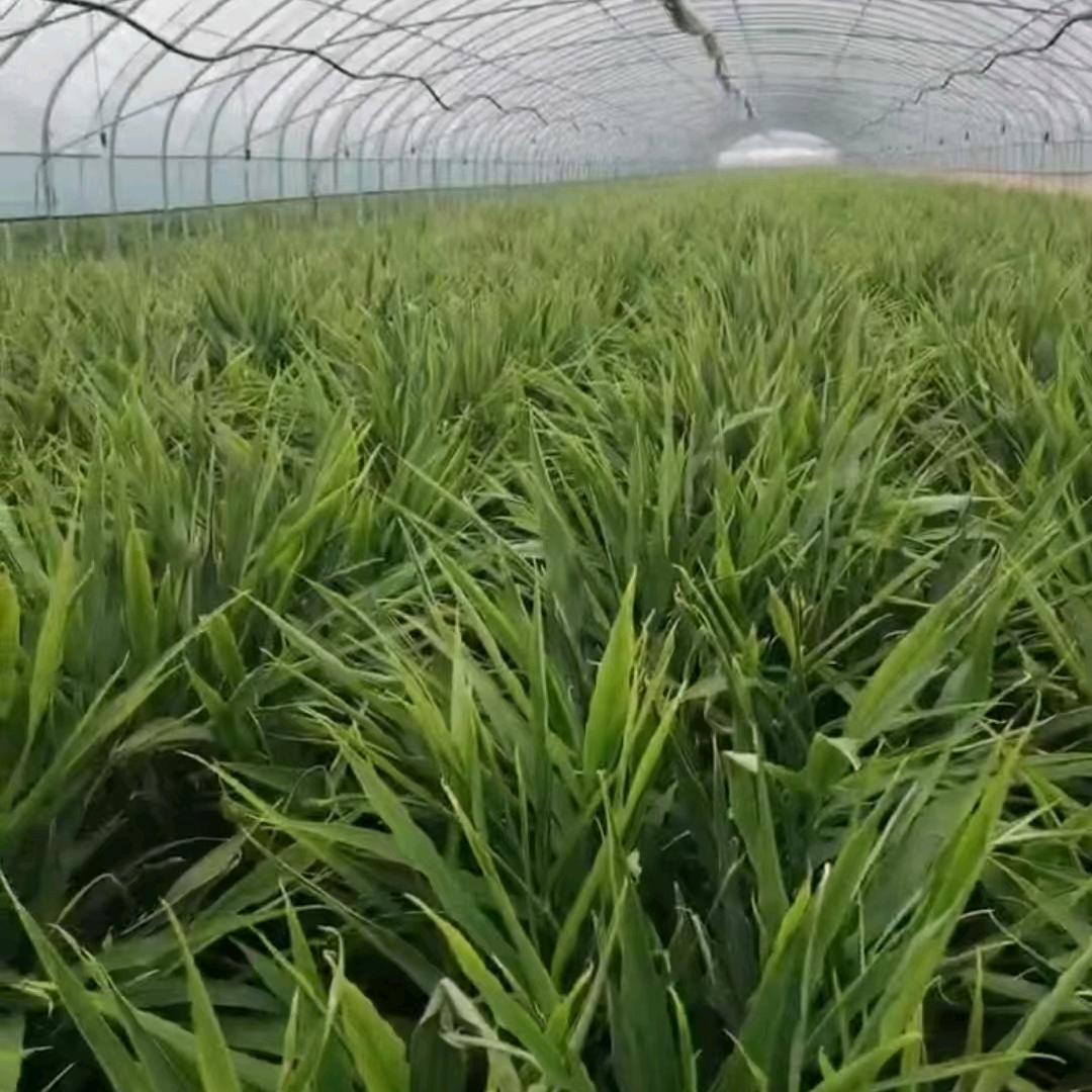 存辉生鲜A