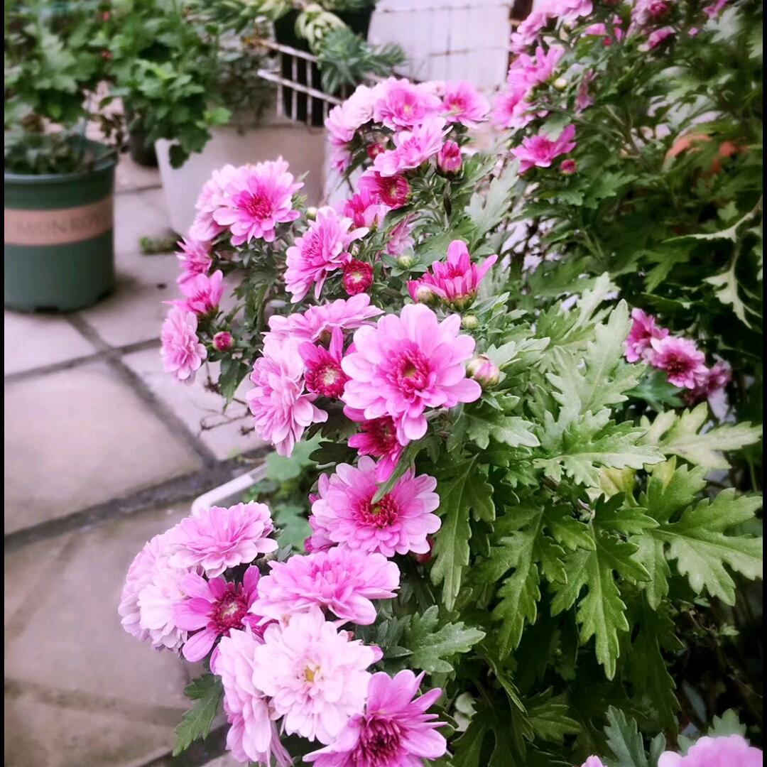 @ℋღ᭄幽兰💞࿐