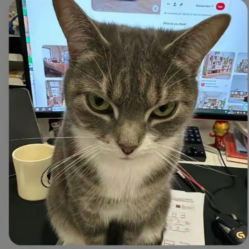 别摸窝头给您啦