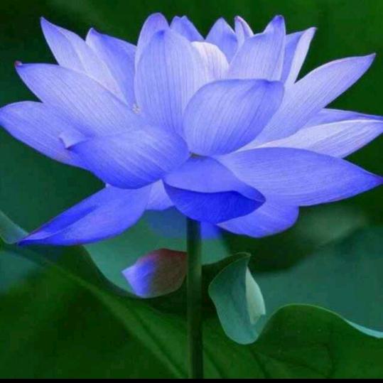 一江春水流那里？？