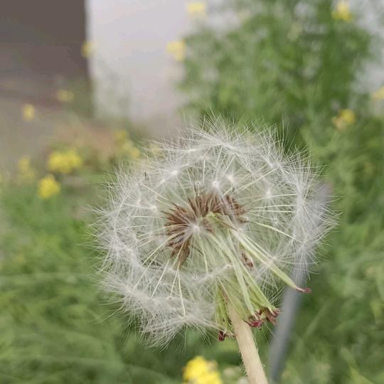 心