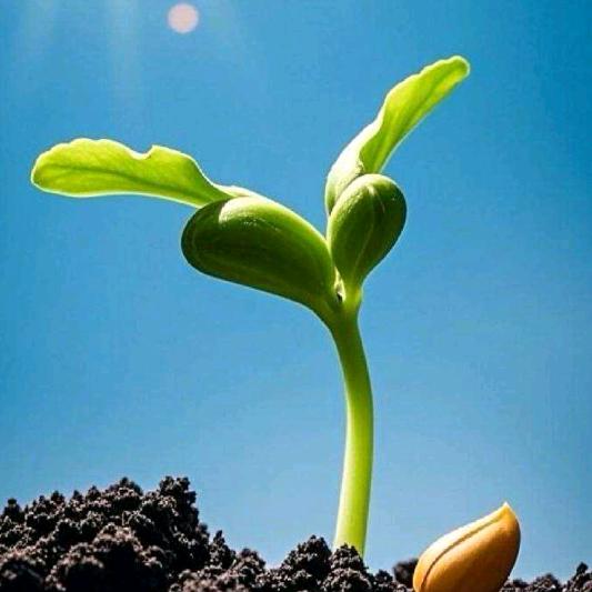 A369⛹🏻‍♀️