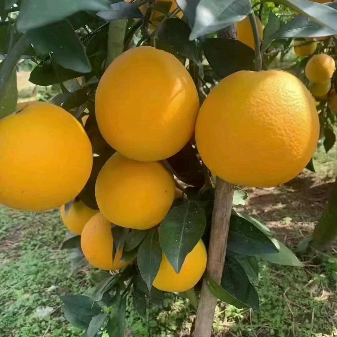 ㅤㅤ︃ㅤ︃︅︄︃   ㅤㅤ 　ㅤㅤ