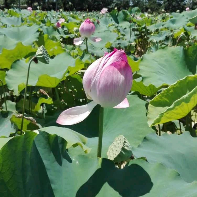 敏睿