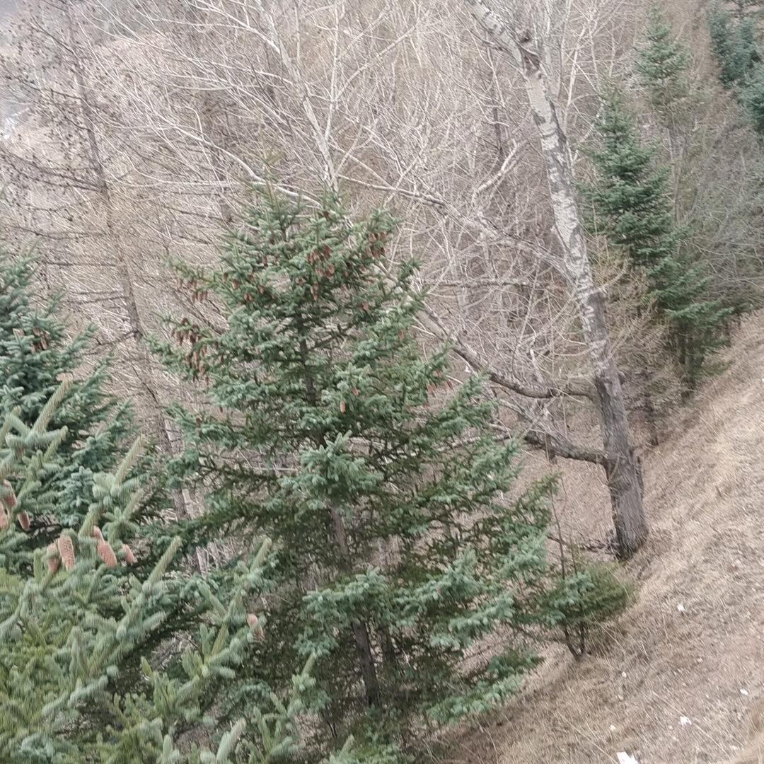 心非柠檬