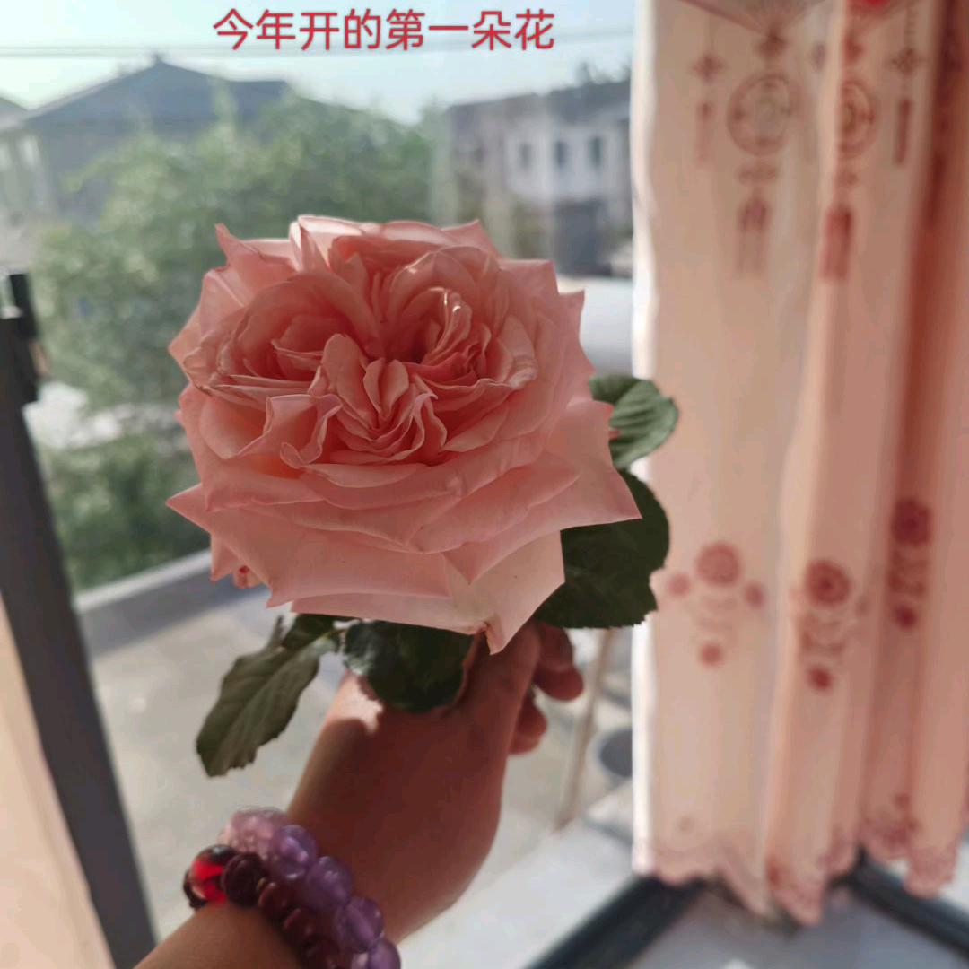 迷人的小豆包