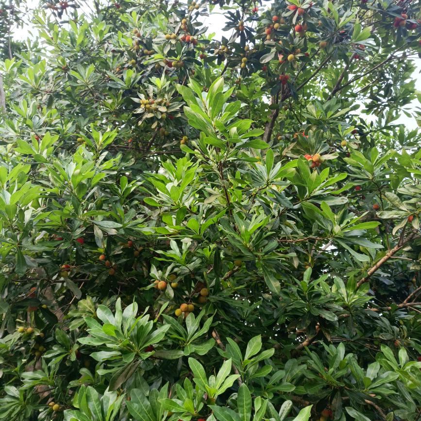 小草姐