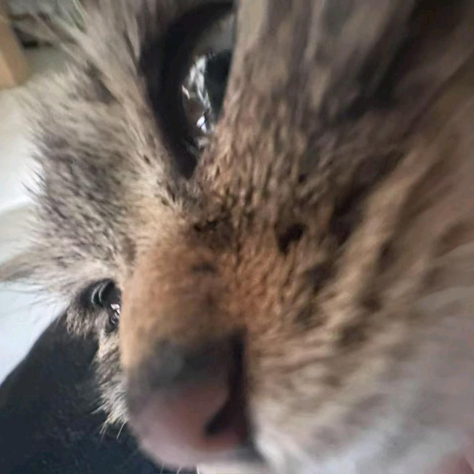 狂暴疾走大母猴敲死你