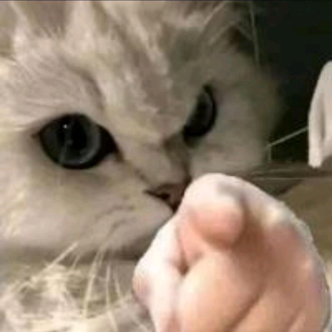 兔先生