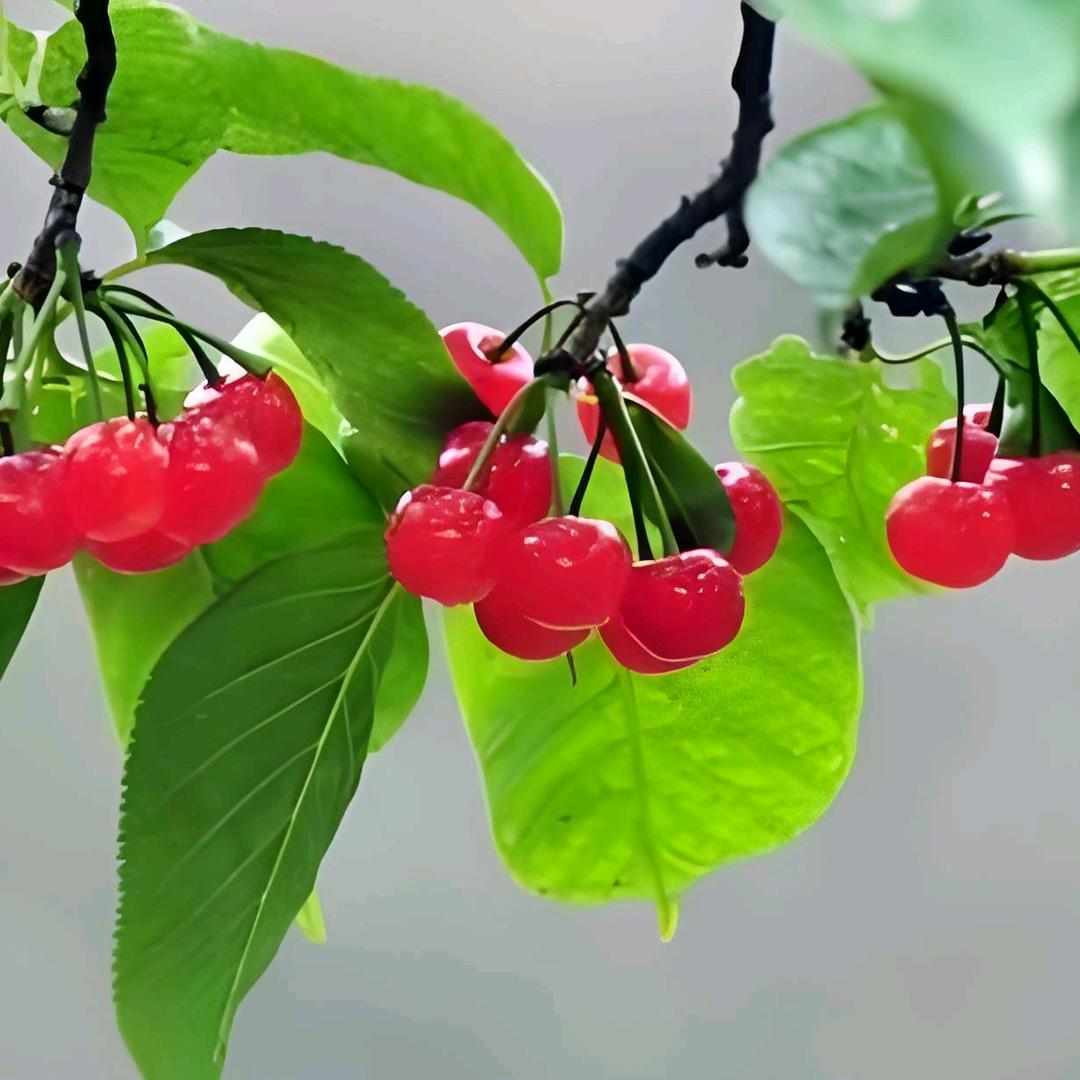杰果果