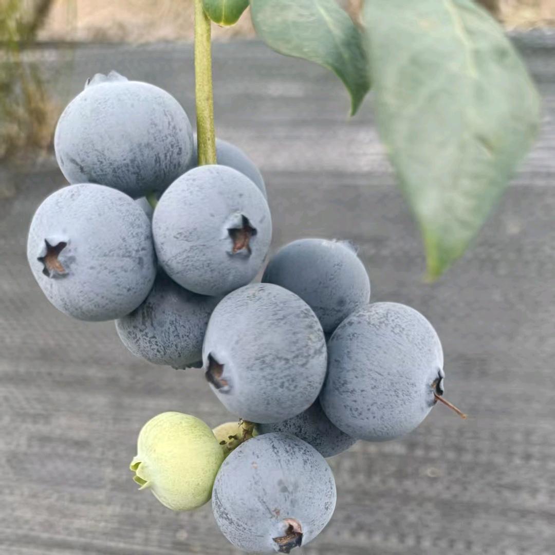 五老山平河村蓝莓园