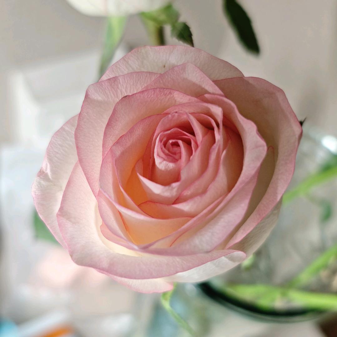 🌈是梅子呀