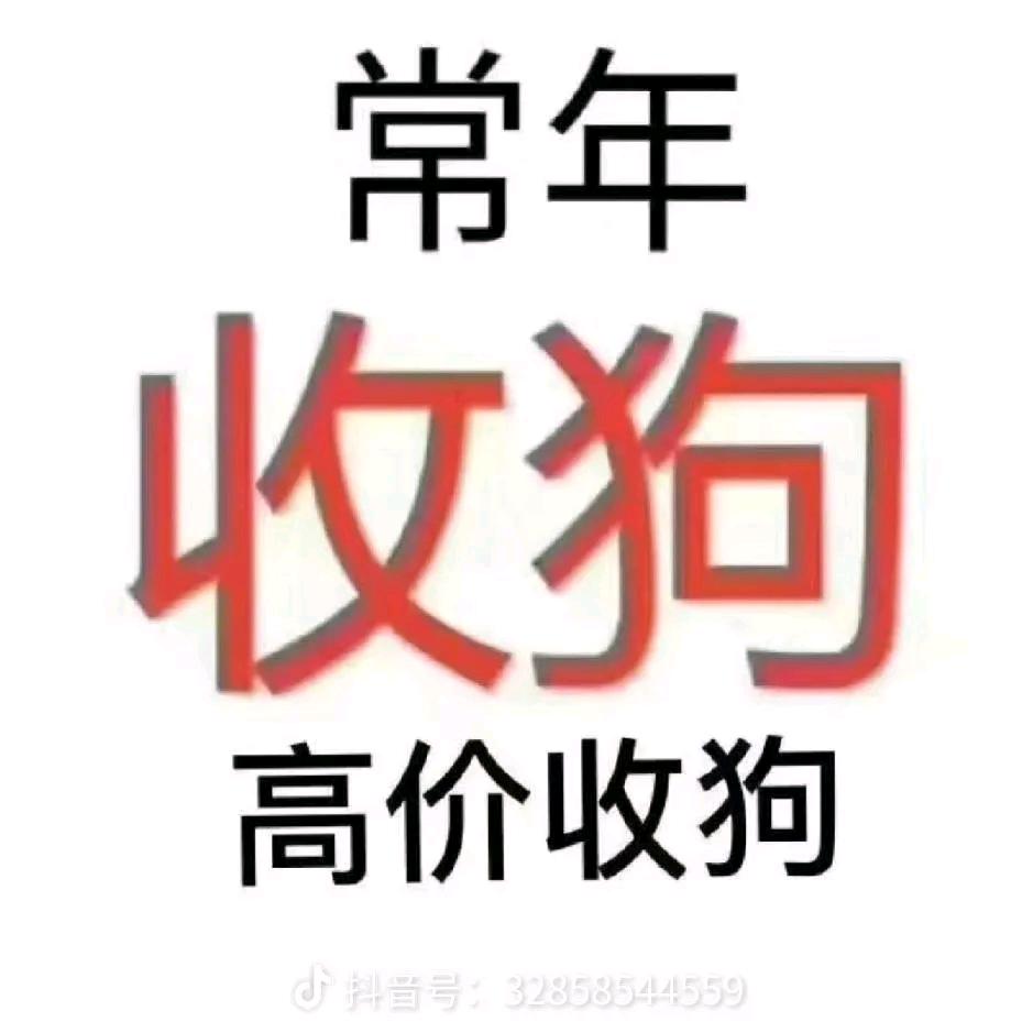 齐村常年收狗