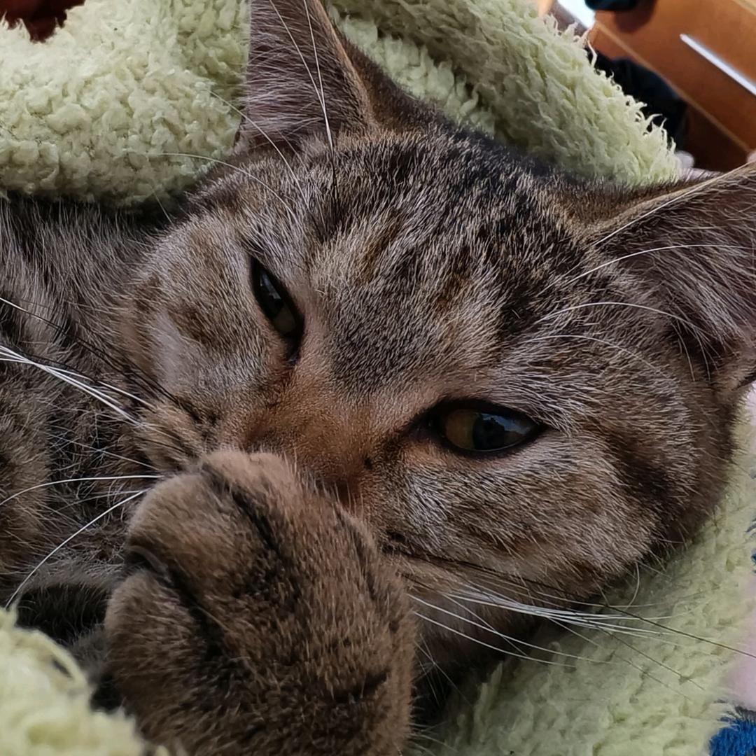 -猫猫侠-（已婚带俩娃）