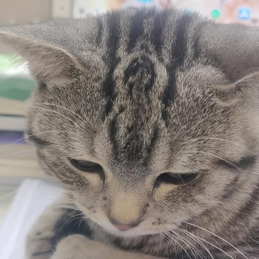 努力考公的西瓜