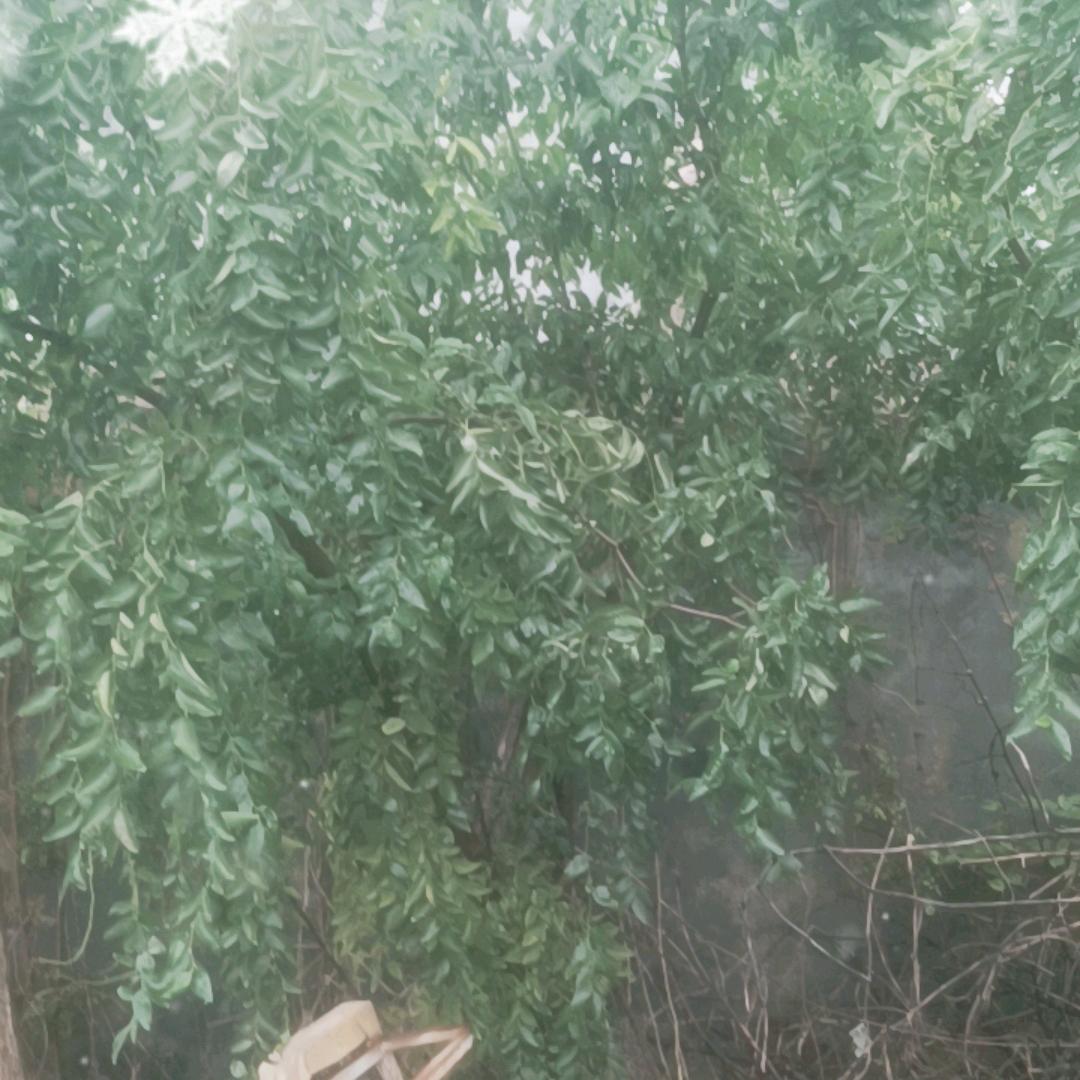 明君