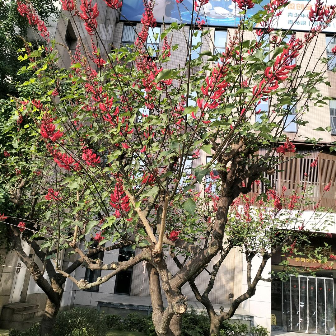 冬去春来
