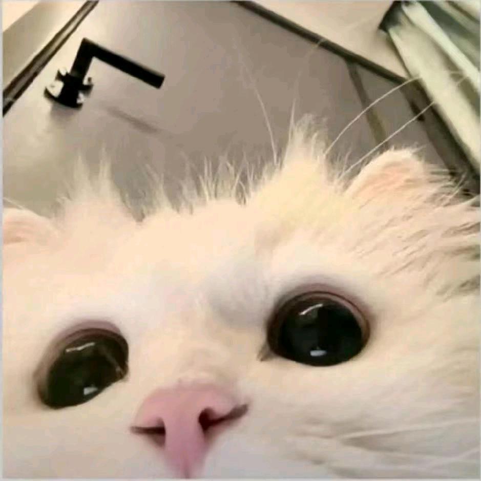 ૮ ・ﻌ・ა顾梦然❤️