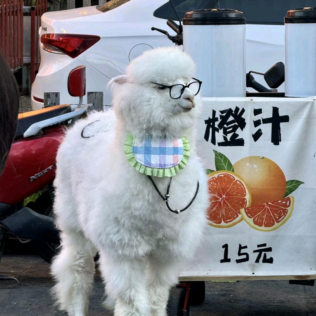 胖登头像