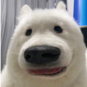 多肉小松