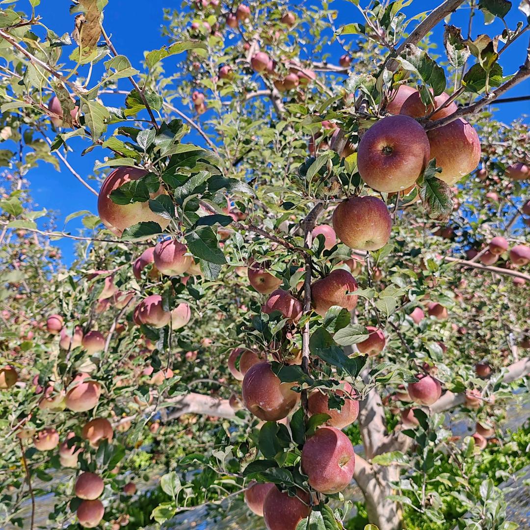 大凉山小崔生态农产品精选铺