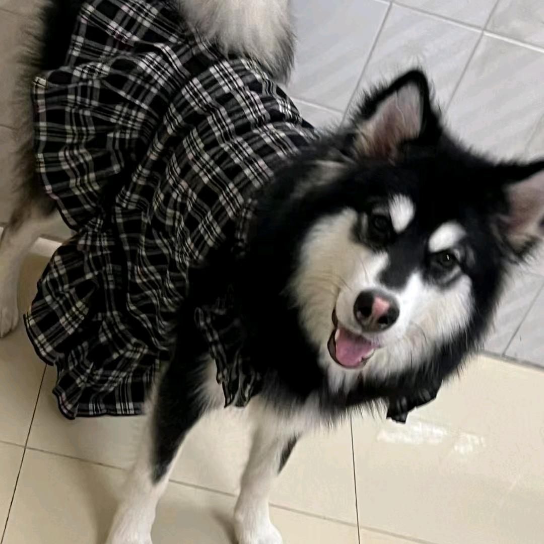 赚钱给🐶花