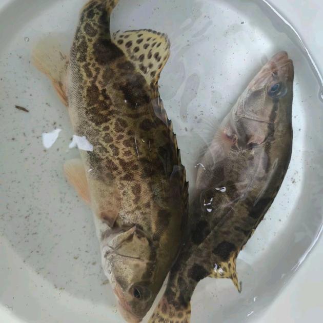 天天有鱼🐟