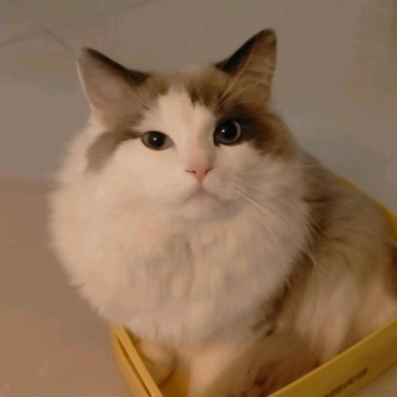 张哥