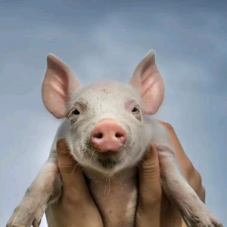 克蓝厂家养殖技术服务