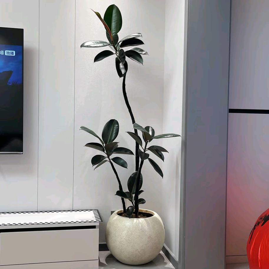 盆盆靓绿植园艺