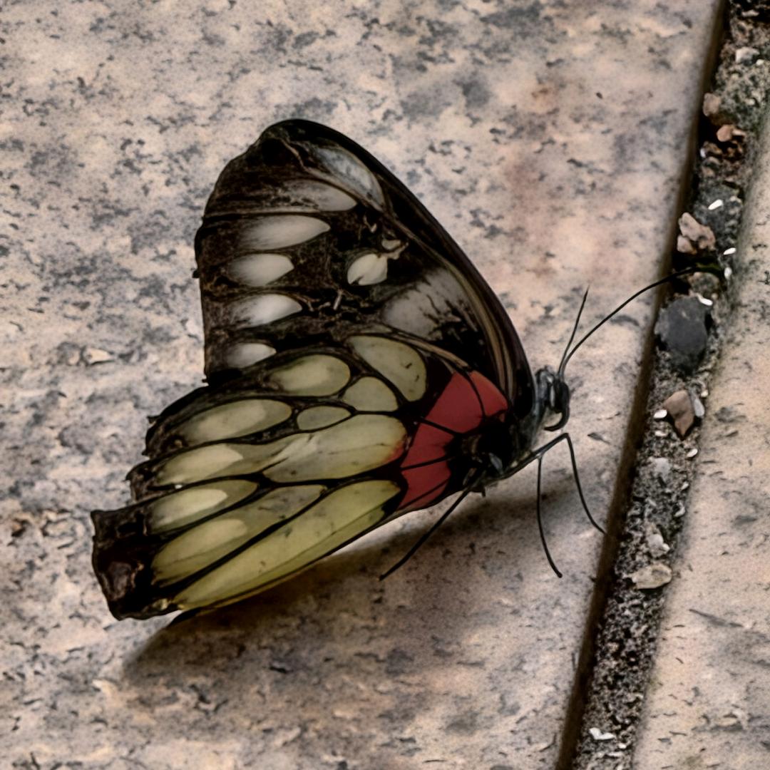 倾一座城淡一场梦