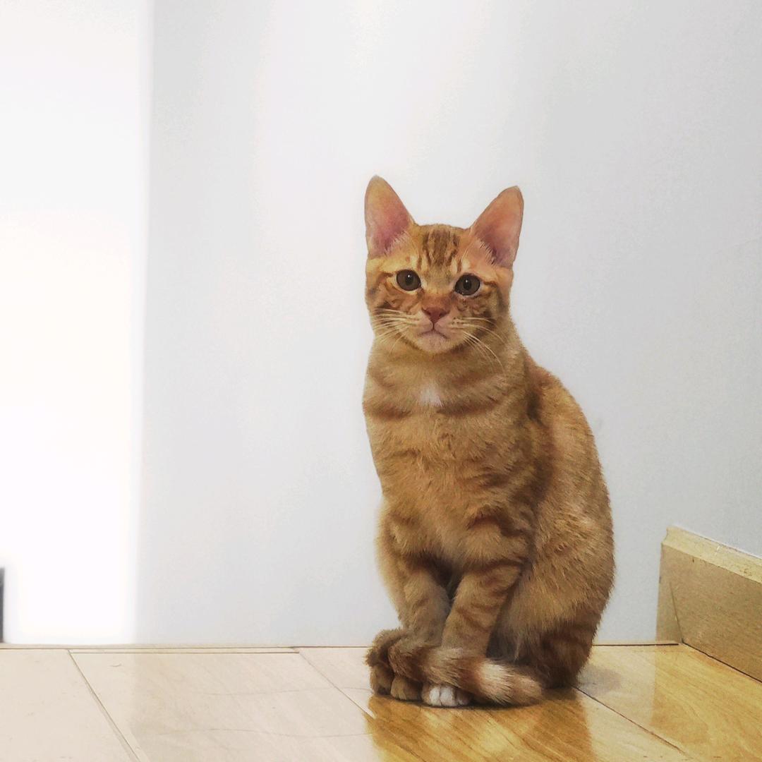提子