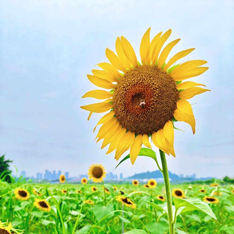 🦋ᦗᩚ单眼皮微笑ృ༊