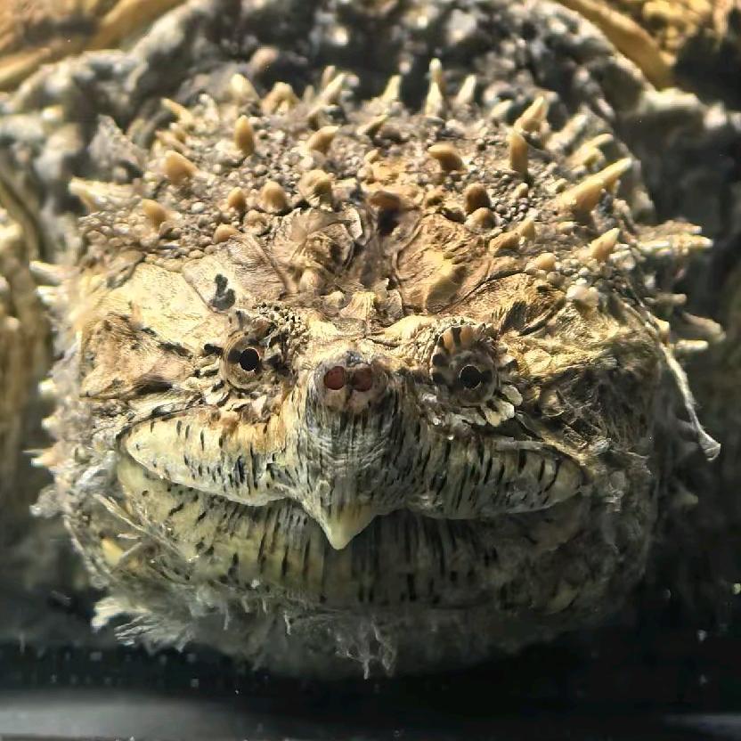 潮龟星球帕克家